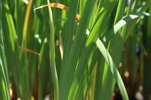 A Plant Beginning With I: Iris sibirica Kaboom