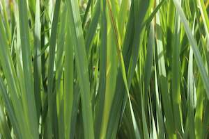 A Plant Beginning With I: Iris sibirica Cheery Lyn