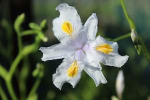 A Plant Beginning With I: Iris japonica