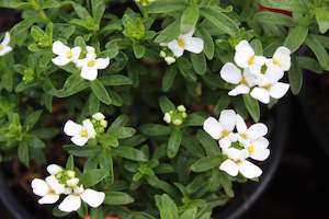 A Plant Beginning With I: Iberis sempervirens Purity