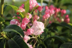 Plants Beginning With K: Kalmia latifolia Ostbo Red