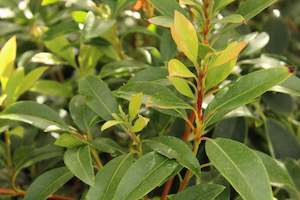 Plants Beginning With K: Kalmia latifolia Tawa-Glen