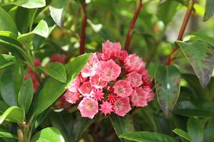 Kalmia latifolia Raspberry Glow