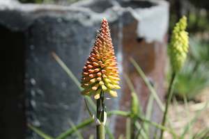 Plants Beginning With K: Kniphofia citrina
