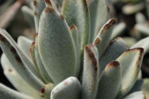 Kalanchoe tomentosa