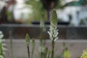 Plants Beginning With L: Lachenalia contaminata