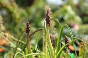 Lachenalia namaquensis