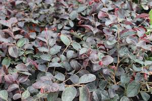 Loropetalum plum gorgeous