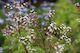 Lippia citriodora