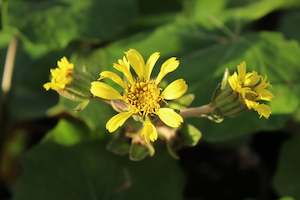 Plants Beginning With L: Ligularia rukuhia beauty
