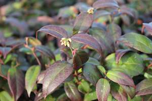 Leucothoe Crimson Globe