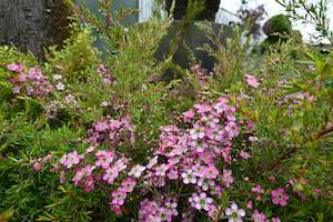 Plants Beginning With L: Leptospermum Tickled Pink