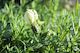 Lavandula Sensation White