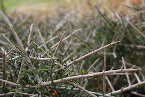 Plants Beginning With M: Melicytus alpinus