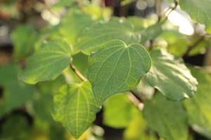 Plants Beginning With M: Macropiper excelsum