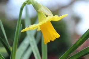 Plants Beginning With N: Narcissus Tete-a-Tete