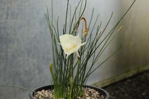 Plants Beginning With N: Narcissus cantabricus
