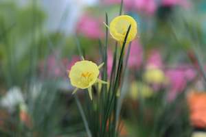 Plants Beginning With N: Narcissus aysgarth