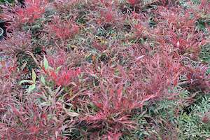 Plants Beginning With N: Nandina Little Flick