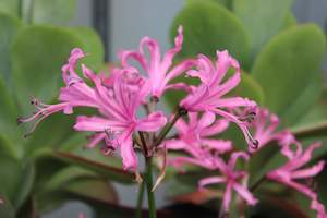 Nerine bowdenii
