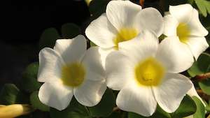 Oxalis purpurea Alba