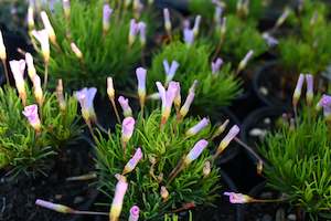Plants Beginning With O: Oxalis polyphylla