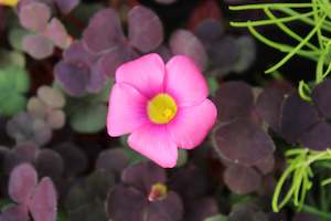 Plants Beginning With O: Oxalis Pink Passion