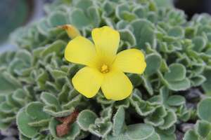 Oxalis Ken Aslet Yellow