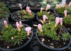 Plants Beginning With O: Oxalis flava Pink