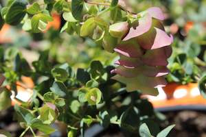 Plants Beginning With O: Origanum Kent Beauty