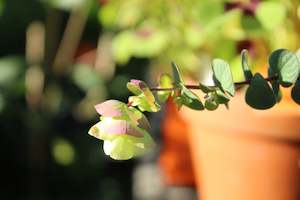 Plants Beginning With O: Origanum Barbara Tingey