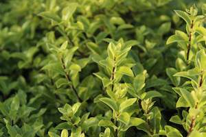 Pittosporum Midget