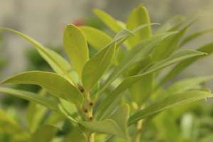 Plants Beginning With P: Pieris Wakehurst