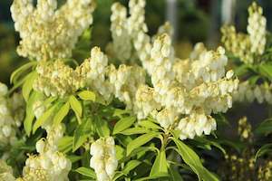 Plants Beginning With P: Pieris purity