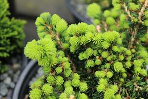 Plants Beginning With P: Picea abies Little Gem