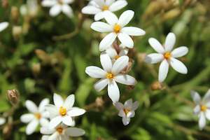 Rhodohypoxis parvula