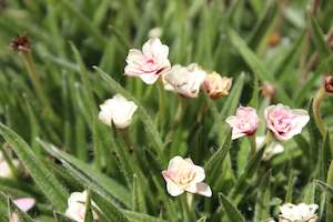 Plants Beginning With R: Rhodohypoxis goya