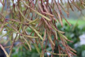 Plants Beginning With R: Rhipsalis paradoxa