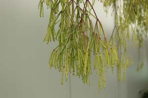 Plants Beginning With R: Rhipsalis clavata