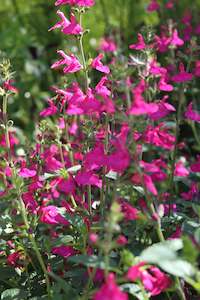 Plants Beginning With S: Salvia Margo
