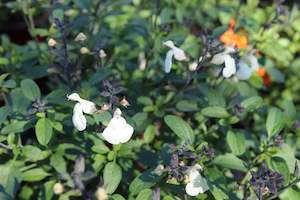 Plants Beginning With S: Salvia Lemon Cream