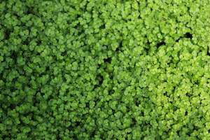 Soleirolia soleirolii