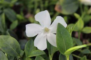 Plants Beginning With V: Vinca minor Gertrude Jekyll