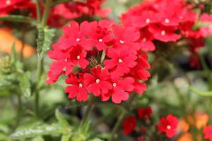 Plants Beginning With V: Verbena Fire Chief