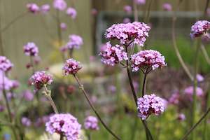 Verbena bonariensis