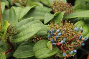 Plants Beginning With V: Viburnum davidii