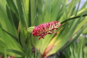 Xeronema callistemon
