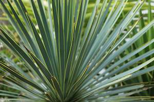 Yucca rostrata