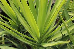 Yucca elephantipes