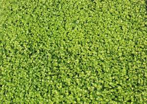 Moisture Loving High Water: Pratia angulata